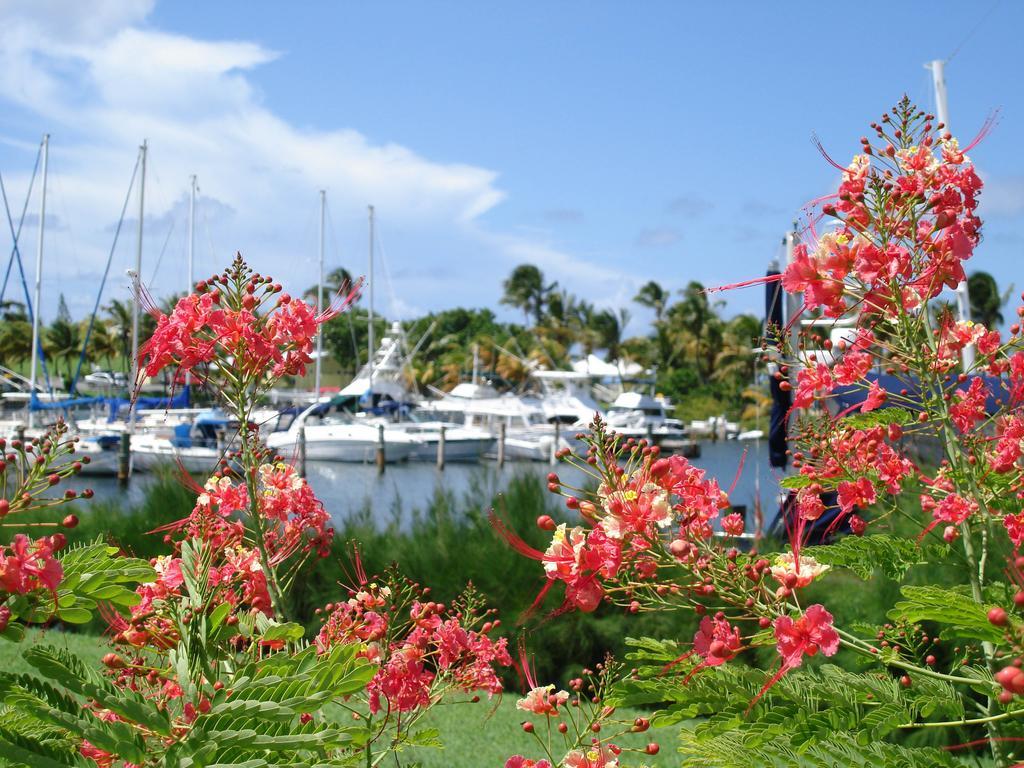 Tamarind Reef Resort Spa & Marina Christiansted Extérieur photo